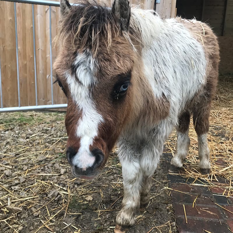 Adoption Area | The Wonkey Donkey Visitors Centre