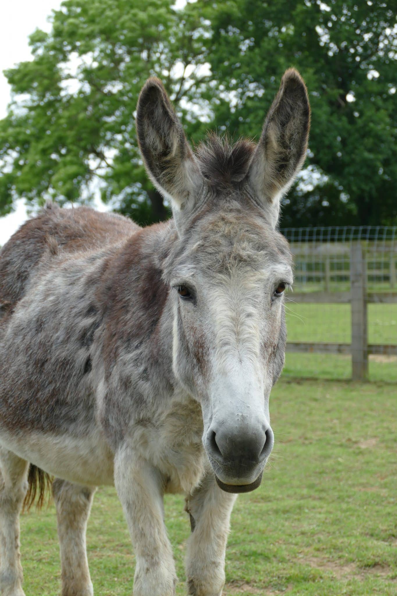 bluebell-wonkey-donkey-visitors-centre
