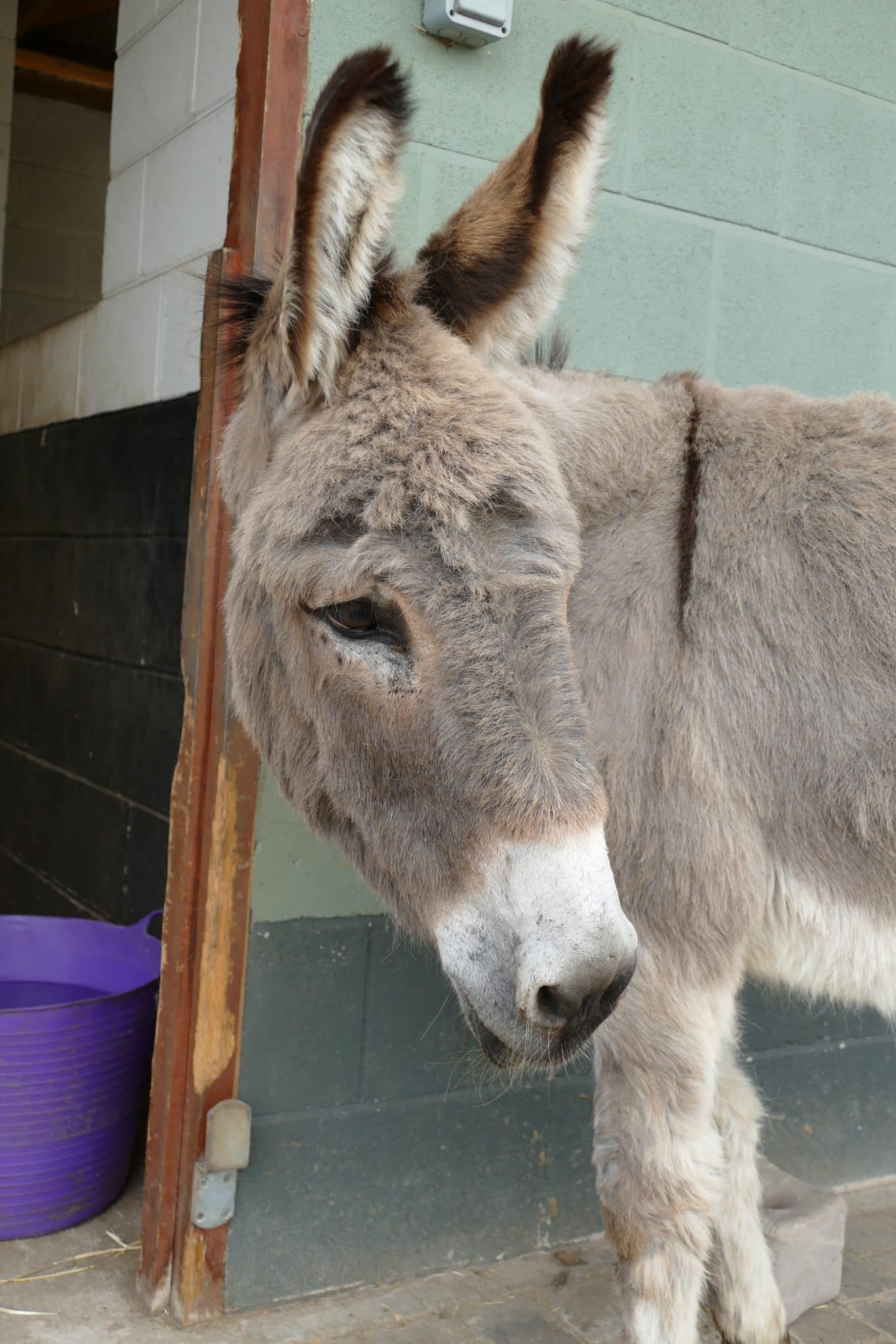 murphy-wonkey-donkey-visitors-centre