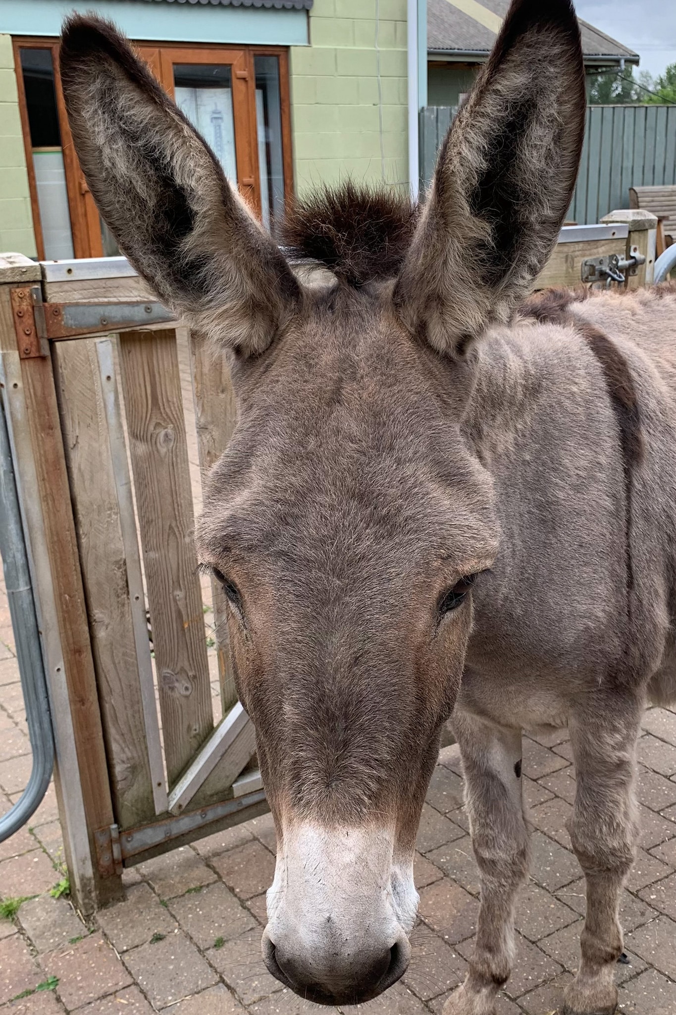 poppy-wonkey-donkey-visitors-centre