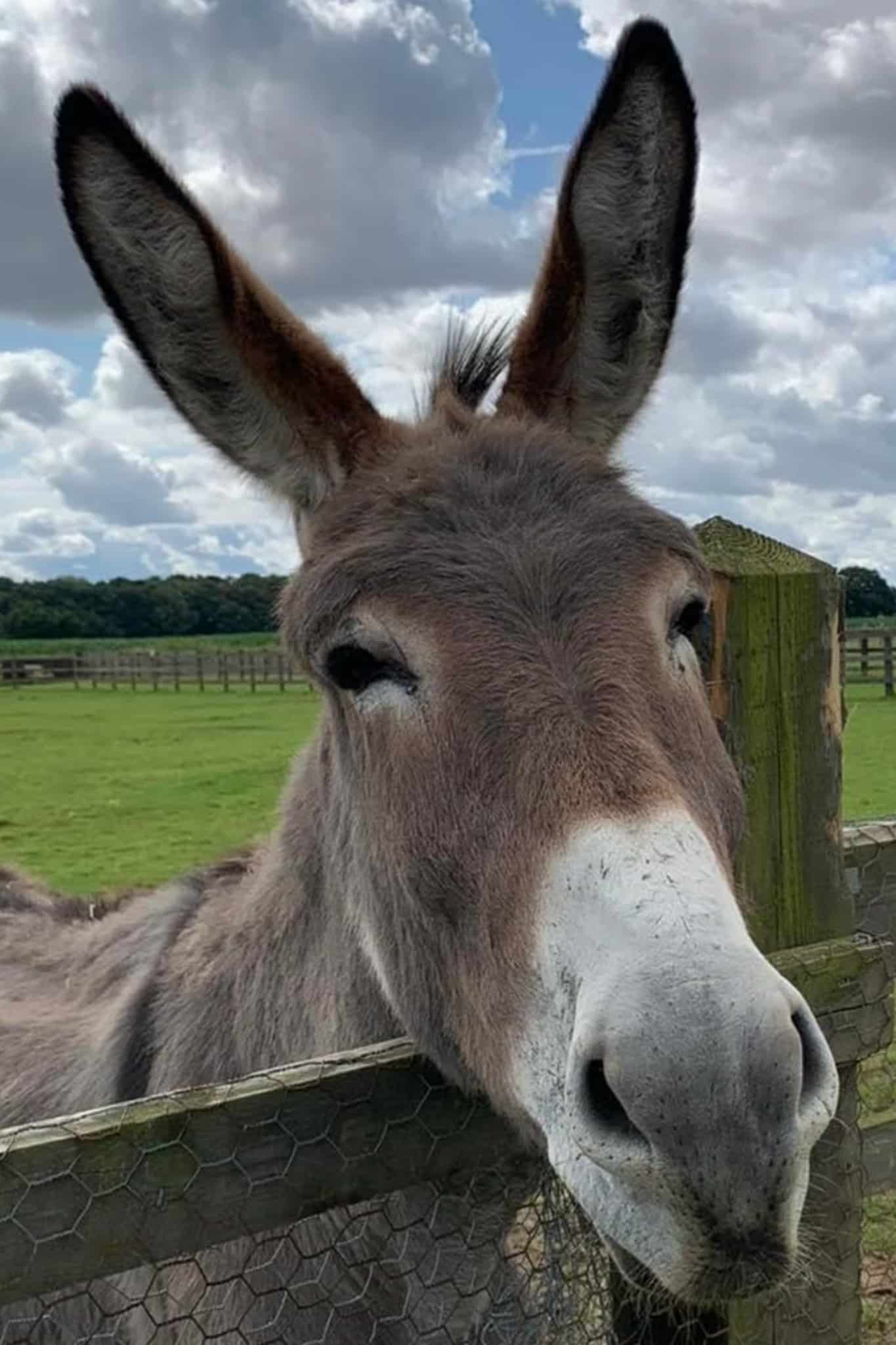 rosie-wonkey-donkey-visitors-centre