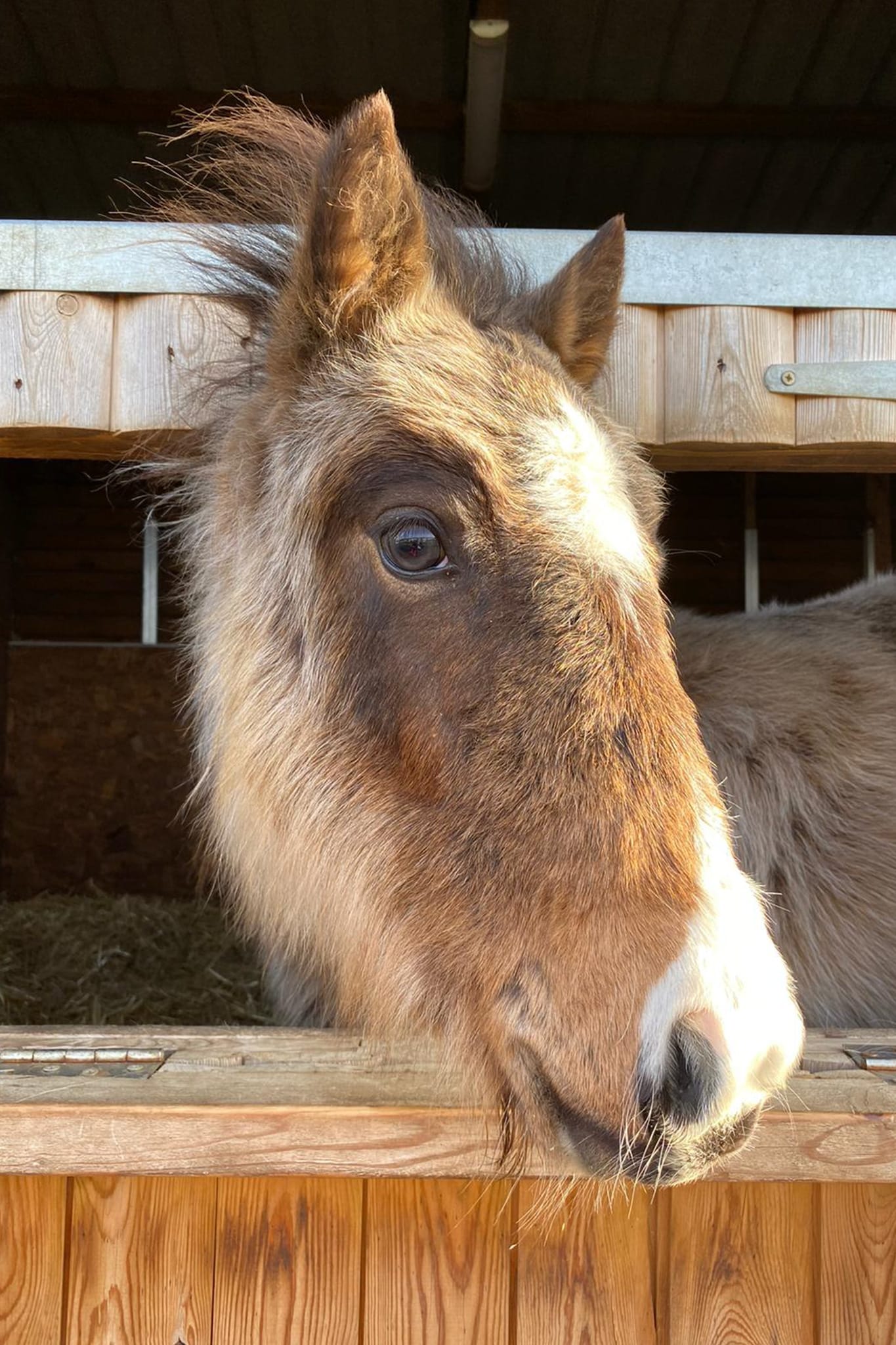 starlight-wonkey-donkey-visitors-centre