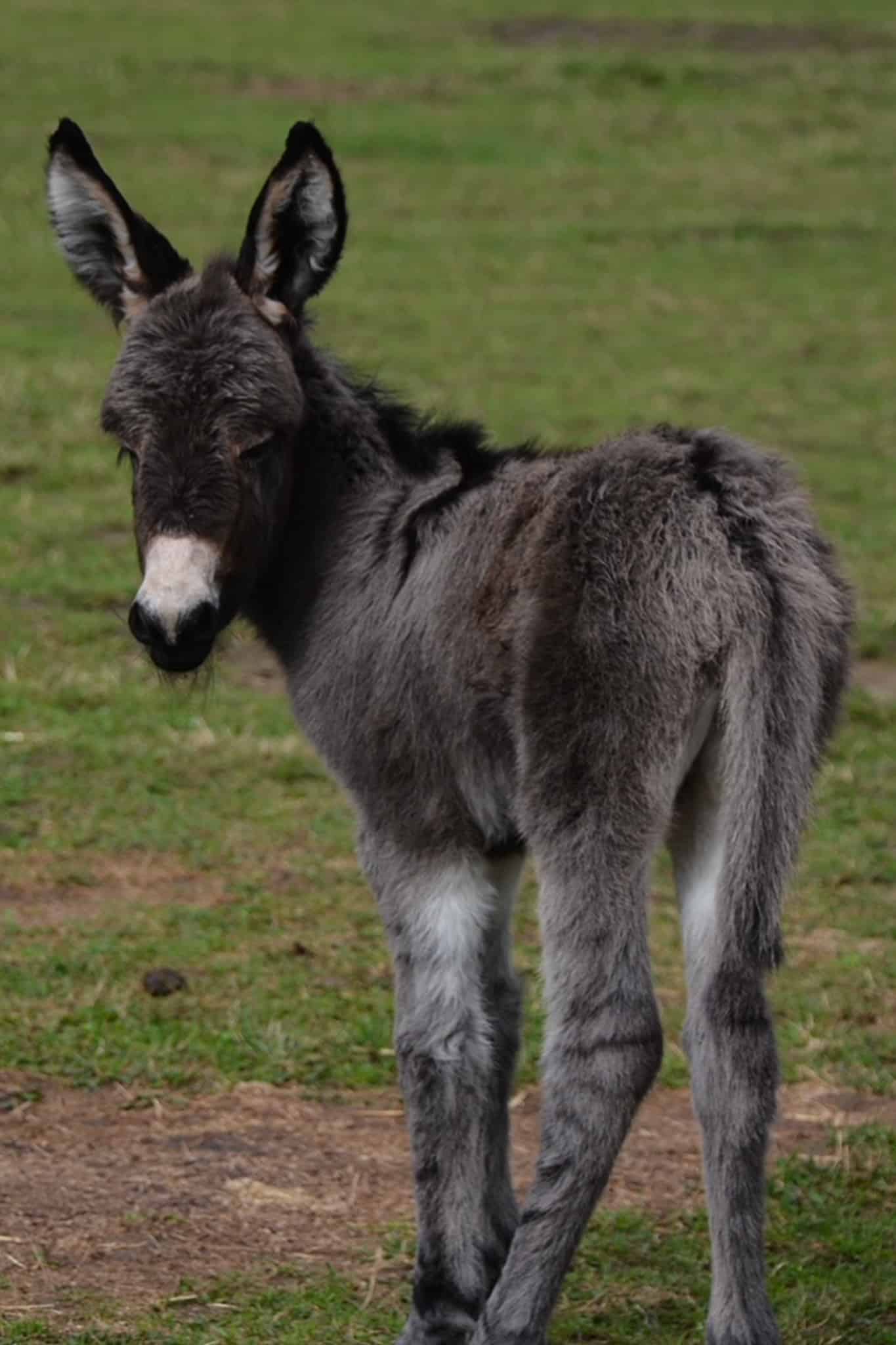 jessica-wonkey-donkey-visitors-centre