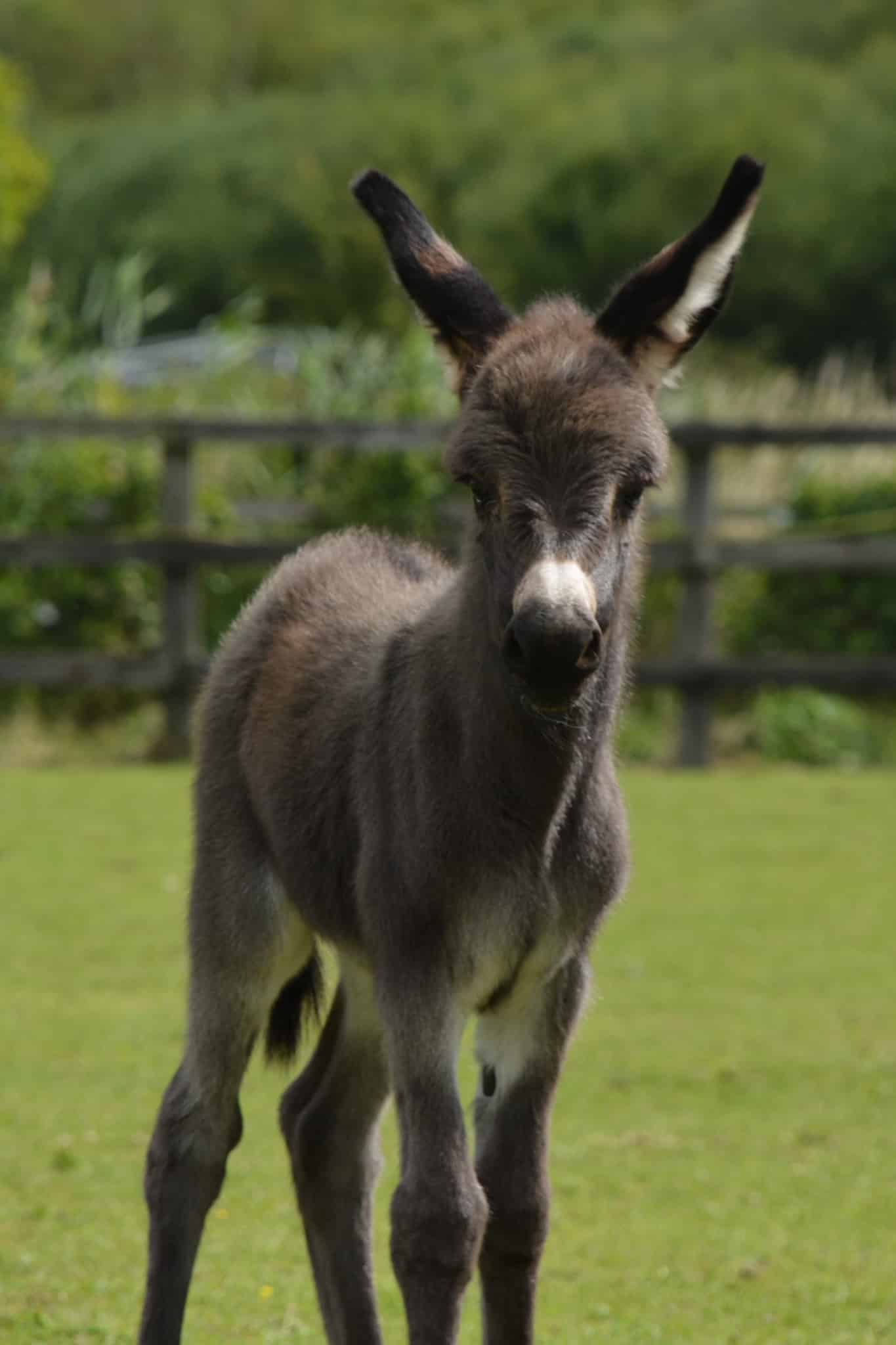 murphy-wonkey-donkey-visitors-centre