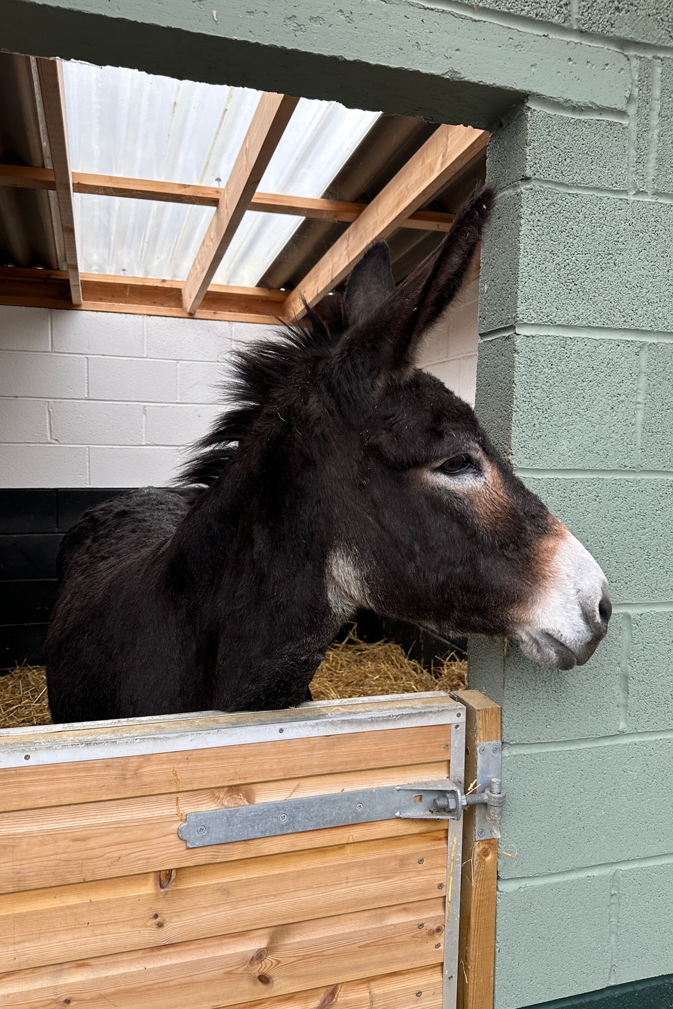 finn-wonkey-donkey-visitors-centre